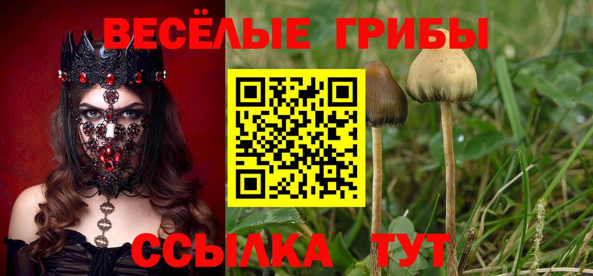 Галлюциногенные грибы прущие грибы  Галлюциногенные грибы Psilocybine cubensis  Строитель  Вход с VPN 